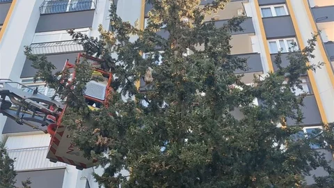 Kedinin 3 Gün Ağaçta Mahsur Kalması