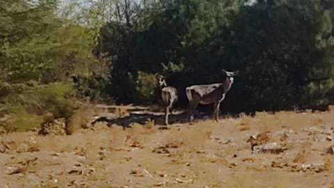 Kızıl Geyikler Spil Dağı'nda Görüntülendi