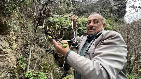 Karabük'te Aralık'ta İncir Meyvesi Şaşırttı