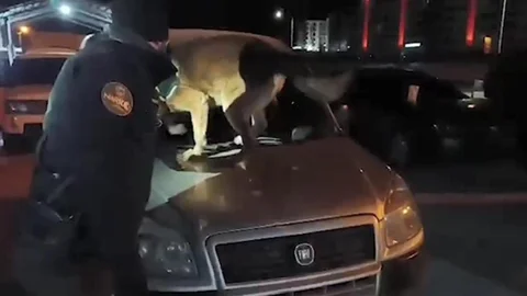 Bitlis'te Uyuşturucu Operasyonu