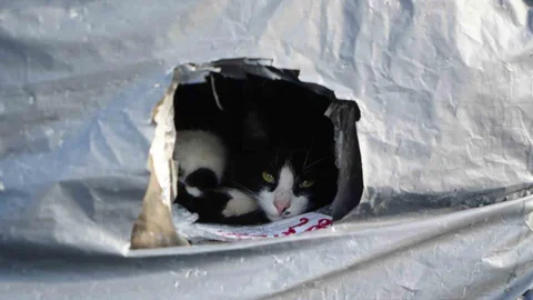 Samsun'da Kedilere Sıcak Yuvalar Yapıldı