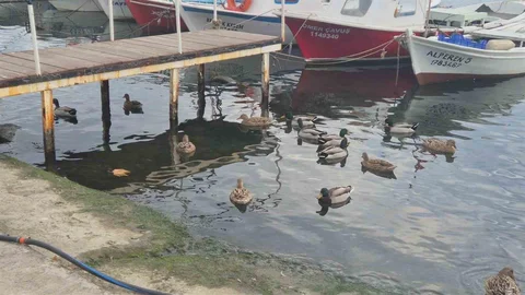 Tekirdağ'da Ördeklerin Renkli Dünyası