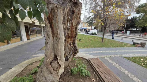 Samsun'daki Anıt Çınar Ağacı