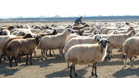 Erzincan'da Sürüler Merada Yaşamaya Başladı