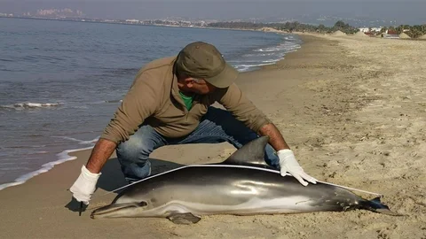 Kuşadası'nda Karaya Vuran Yunus Balığı Tespit Edildi