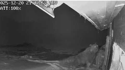 Ayılar Kış Uykusuna Yatmadı