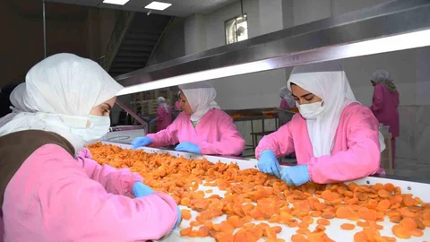 Malatya'da Kuru Kayısı Geliri 275 Milyon Dolar