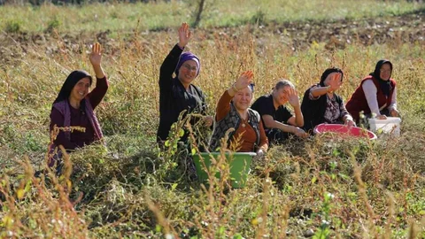 Samsun'da Tarımsal Üretim Destekleniyor