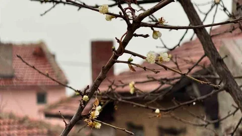 Eskişehir’de Kayısı Ağacı Çiçek Açtı