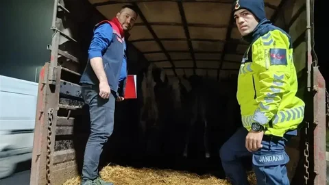 Tekirdağ'da Belgesiz Hayvan Sevkine Ceza Verildi
