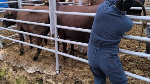 Kütahya'da İthal Düveler Sağlık Kontrolünden Geçti
