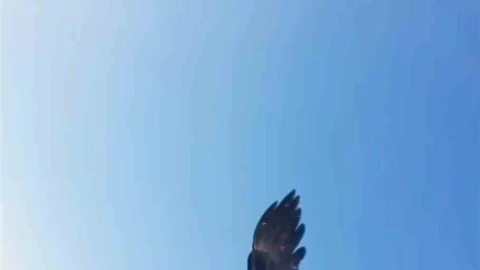 Tunceli'de Kartal Dronu Kaptı