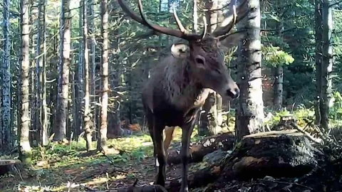 Bolu Yaban Hayatı Görüntülendi