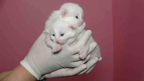 Van Kedi Villası'nda 120 Yavru Doğdu