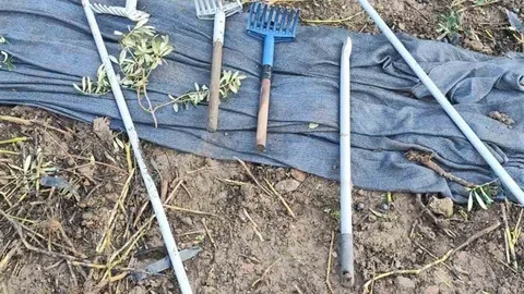 Bursa'da Zeytin Hırsızlığı Olayı