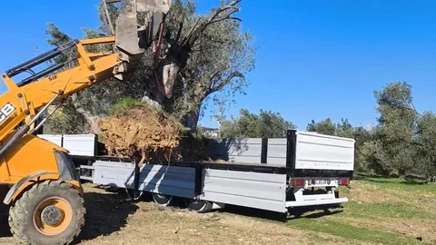 Zeytin Ağaçları Taşınırken İzin Almaya Dikkat Edin