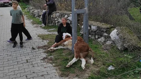 Muğla'da Aydınlatma Direğine Sıkışan Buzağı Kurtarıldı