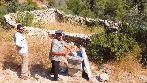Muğla'da Kovan Barınakları Yeniden Hayata Dönüyor