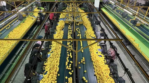 Adana'da Narenciye Hasadı Yoğun Devam Ediyor