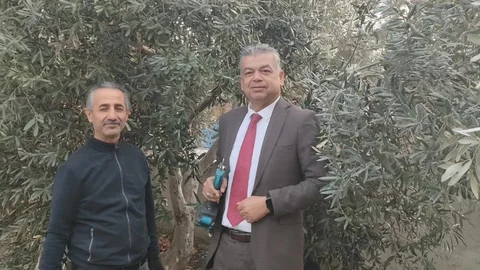 Sultanhisar'da Zeytin Budama Eğitimi Başladı