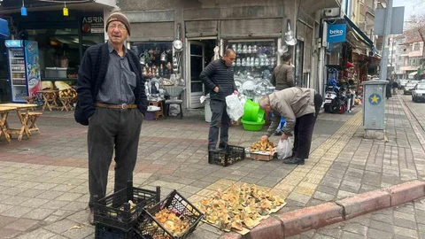 Tavşanlı'da Melki Mantarı Bereketi Devam Ediyor
