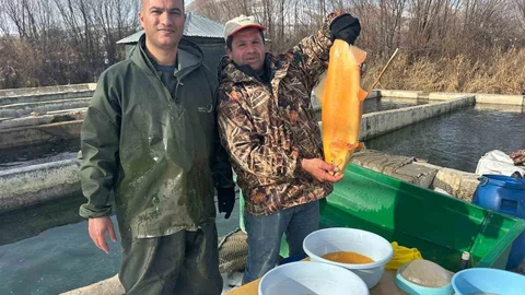 Van'da Alabalık Sağımı Başladı