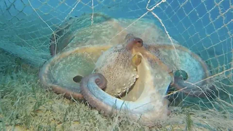 Bursa'da Hayalet Ağlarla Mücadele Çalışmaları