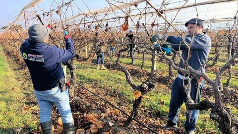 Buldan'da Üzüm Bağları Yeni Sezona Hazırlanıyor