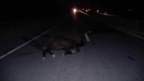 Malatya'da Milyonluk Taylar Telef Oldu