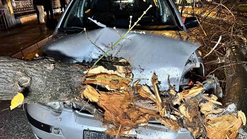 Otomobilin Üzerine Ağaç Devrildi