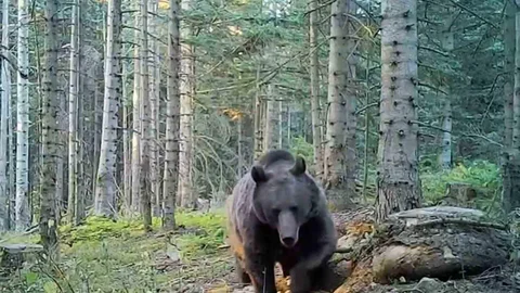 Kış Uykusuna Yatan Ayılar Hakkında Uyarılar Geldi