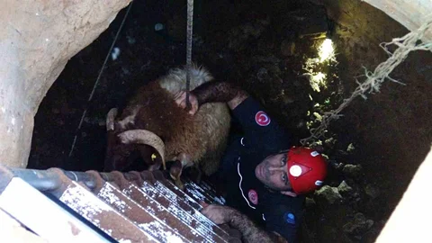 Antalya'da Kayıp Koyunlar Kurtarıldı