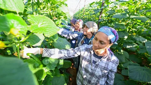 Mersin'de Hıyar Fideleri Hasada Dönüştü