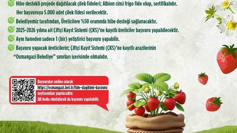 Osmangazi'de Çilek Fidesi Desteği