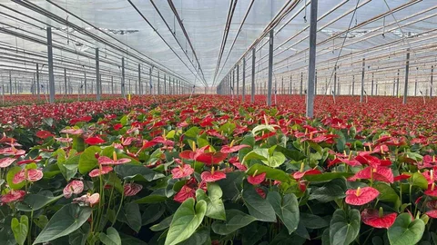 Tekirdağ'da Modern Tarım Uygulamaları