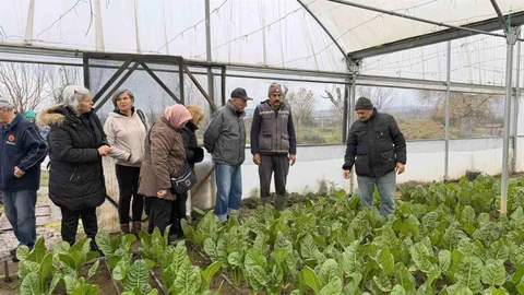 Saygınlar Kulübü'nden Serada Hasat Etkinliği
