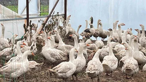 Isparta'da Kazlarla Yabani Ot Mücadelesi