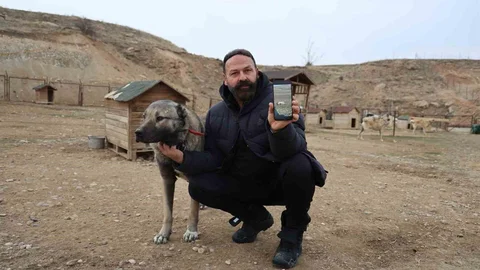 Kurtların Şehirlere İnişi Tehlike Saçıyor