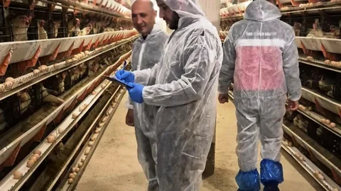 Simav'da Yumurtacı Tavukçuluk Denetimi