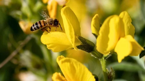 Eber Sarısı Koruma Altında Önemli Açıklama