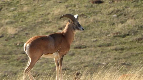 Anadolu Yaban Koyunu Üretimi Sürüyor