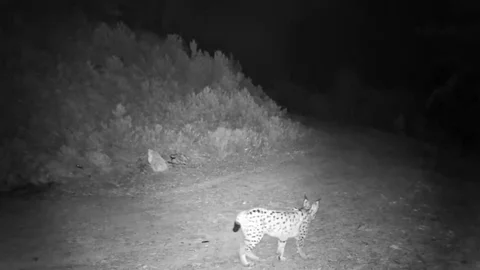 Çankırı'da Vaşak Görüntülendi