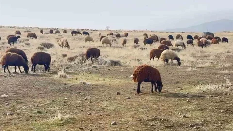 Patnos'ta Kar Yağmaması Çiftçileri Sevindiriyor
