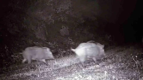 Tekirdağ'da Domuz Sürüsü Görüntülendi