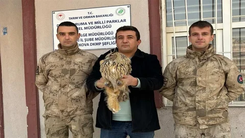 Yüksekova'da Yaralı Boynuzlu Baykuş Kurtarıldı