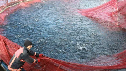 Yozgat'ta Balık İhracatı Başarıyla Devam Ediyor