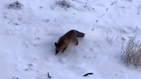 Soğuk Hava Tilkileri Diyadin'e İndi