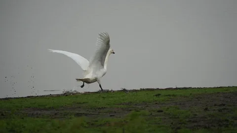 Samsun'da Yaban Hayvanlarına Destek