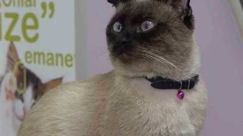 Evcil Hayvan Sahiplerine Mikroçip Uyarısı