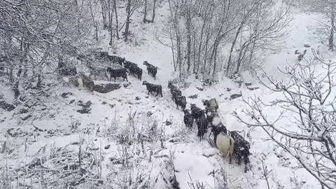 Muş'ta Kar Yağışı Hayvanları Olumsuz Etkiledi